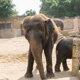 Zoo_Hannover-20130822-417