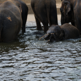 Zoo_Hannover-20130822-443