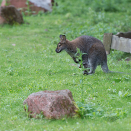 Zoo_Hannover-20130822-539