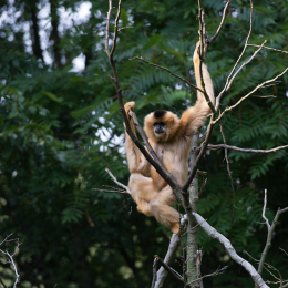 Zoo_Hannover-20130822-572