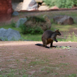 Zoo_Hannover-20130822-559