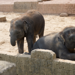 Zoo_Hannover-20130822-392