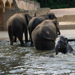 Zoo_Hannover-20130822-490