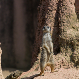 Zoo_Hannover-20130822-142
