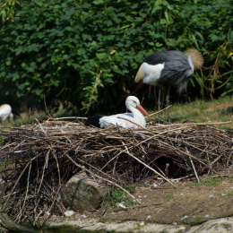 Zoo_Hannover-20130822-170