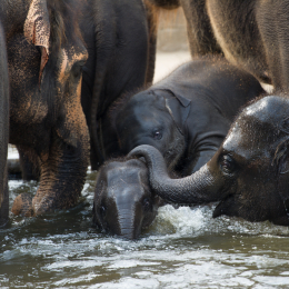 Zoo_Hannover-20130822-472