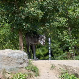 Zoo_Hannover-20130822-252