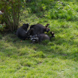 Zoo_Hannover-20130822-263