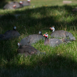 Zoo_Hannover-20130822-065