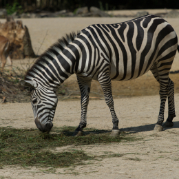 Zoo_Hannover-20130822-072