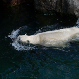 Zoo_Hannover-20130822-348