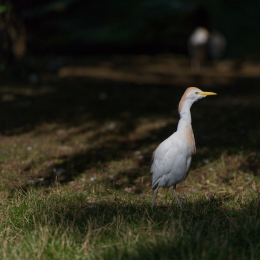 Zoo_Hannover-20130822-048