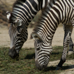 Zoo_Hannover-20130822-080