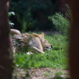 Zoo_Hannover-20130822-196