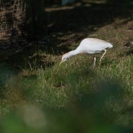 Zoo_Hannover-20130822-063
