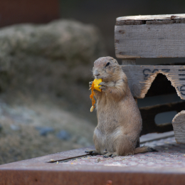 Zoo_Hannover-20130822-275