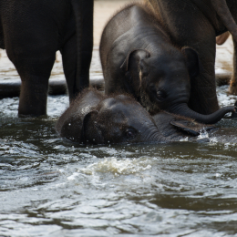 Zoo_Hannover-20130822-470