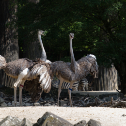 Zoo_Hannover-20130822-106