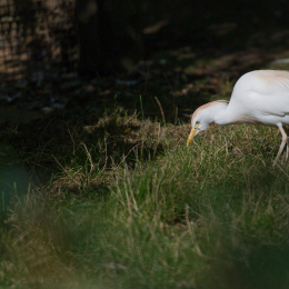 Zoo_Hannover-20130822-064