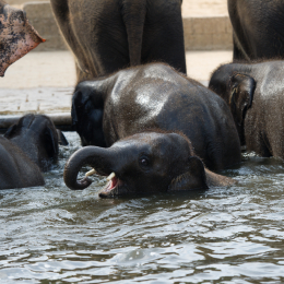 Zoo_Hannover-20130822-480