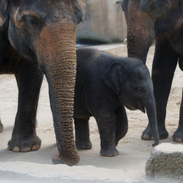 Zoo_Hannover-20130822-352