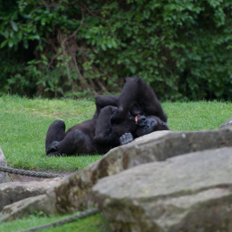 Zoo_Hannover-20130822-596