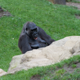Zoo Hannover August 2013