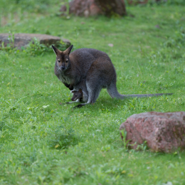 Zoo_Hannover-20130822-545