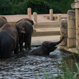 Zoo_Hannover-20130822-456