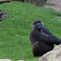 Zoo_Hannover-20130822-617