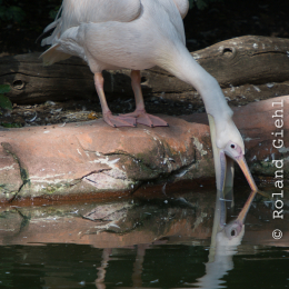 Zoo_Hannover-20130822-124