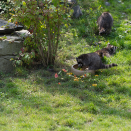 Zoo_Hannover-20130822-269