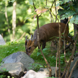 Zoo_Hannover-20130822-515