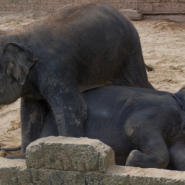 Zoo_Hannover-20130822-390