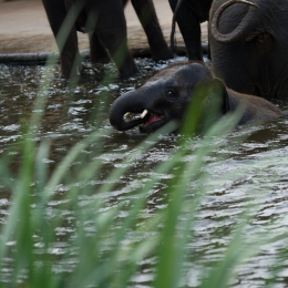 Zoo_Hannover-20130822-438