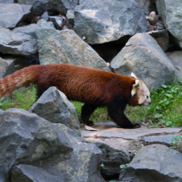 Zoo_Hannover-20130822-506