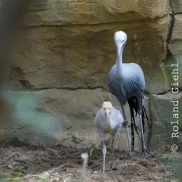 Zoo_Hannover-20130822-037