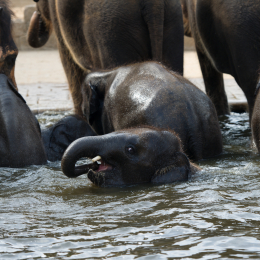 Zoo_Hannover-20130822-477