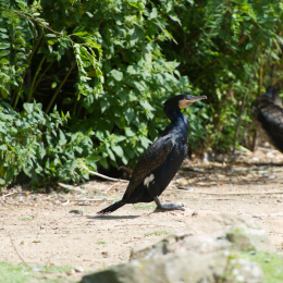 Zoo_Hannover-20130822-126