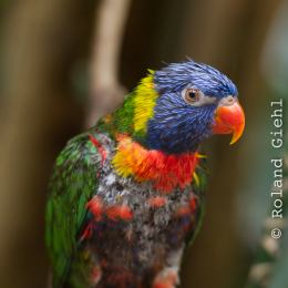Zoo_Hannover-20130822-231