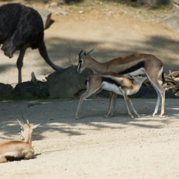 Zoo_Hannover-20130822-087