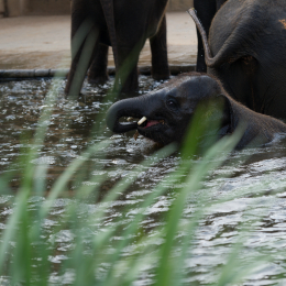 Zoo_Hannover-20130822-437
