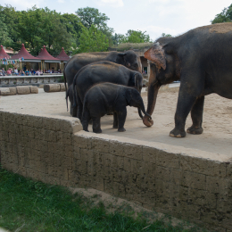 Zoo_Hannover-20130822-384