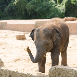 Zoo_Hannover-20130822-402