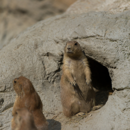 Zoo_Hannover-20130822-285