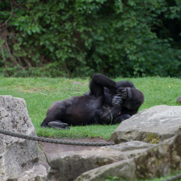 Zoo_Hannover-20130822-608