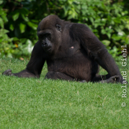 Zoo_Hannover-20130822-628