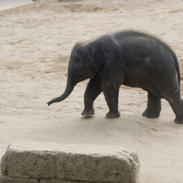 Zoo_Hannover-20130822-422
