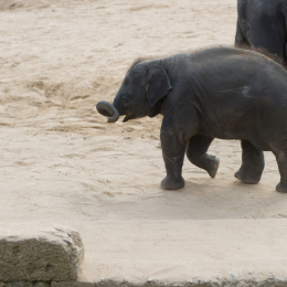 Zoo_Hannover-20130822-420