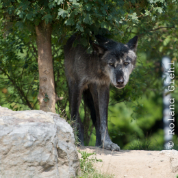 Zoo_Hannover-20130822-255